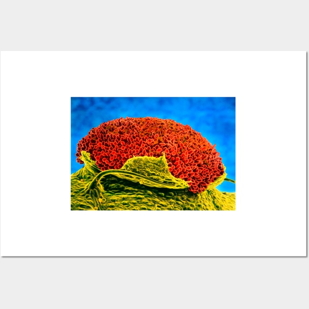 Rust fungus on mallow leaf (B275/0009) Wall Art by SciencePhoto